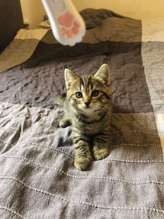 Кошки в Раменском: Озорная мини-тигрица девочка Девочка, 100 руб. - фото 7