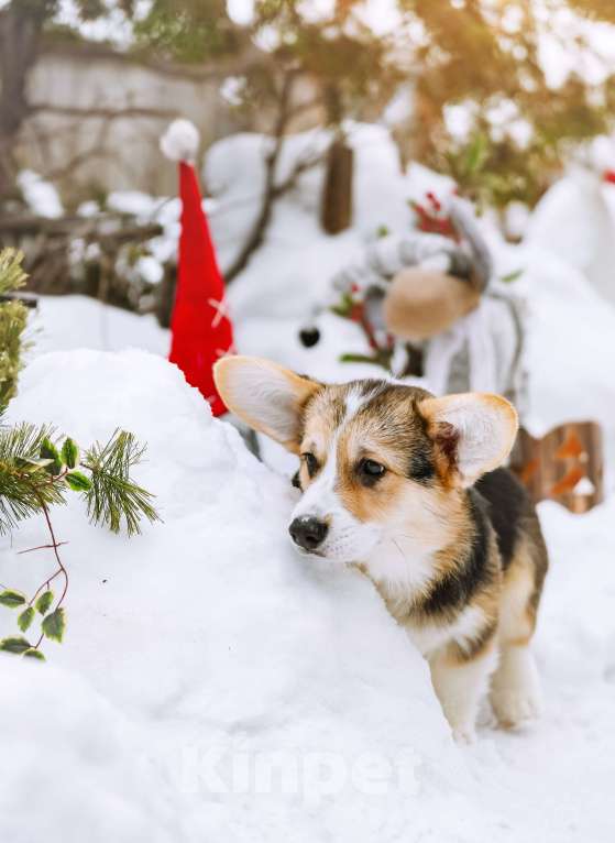 Собаки в Новосибирске: Вельш Корги Пемброк Джек Воробей Мальчик, 65 000 руб. - фото 5