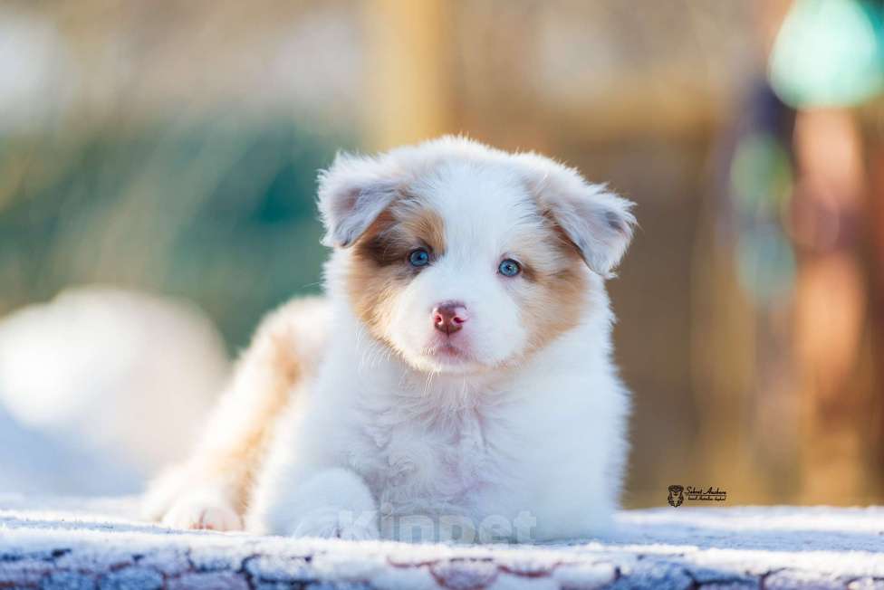 Собаки в Москве: Австралийская овчарка, аусси Девочка, 150 000 руб. - фото 1