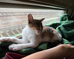 Кошки в Москве: Котенок-девочка в добрые руки Девочка, Бесплатно - фото 2