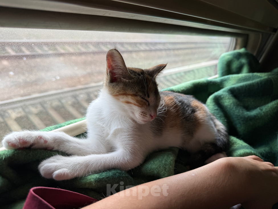 Кошки в Москве: Котенок-девочка в добрые руки Девочка, Бесплатно - фото 2