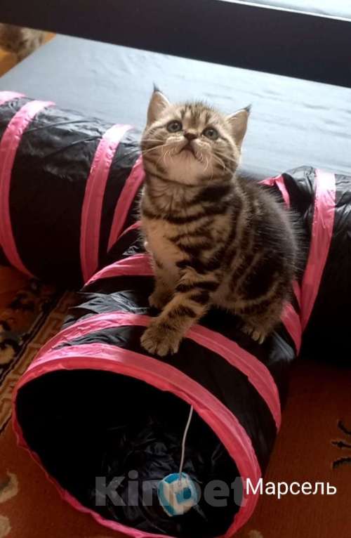 Кошки в Москве: Шотландский котёнок Мальчик, 15 000 руб. - фото 1