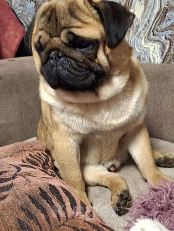 Собаки в Балаково: Вязка Мальчик, 7 000 руб. - фото 2