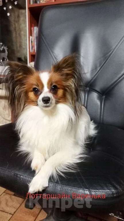 Собаки в Москве: Континентальный той-спаниель папильон, щенок Разнополые, 30 000 руб. - фото 2