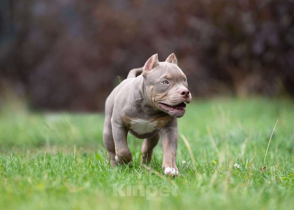 Собаки в Санкт-Петербурге: Предлагаются к продаже щенки американского булли  Мальчик, 100 000 руб. - фото 3