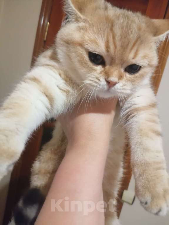 Кошки в Липецке: Породистый котик Мальчик, 25 000 руб. - фото 2