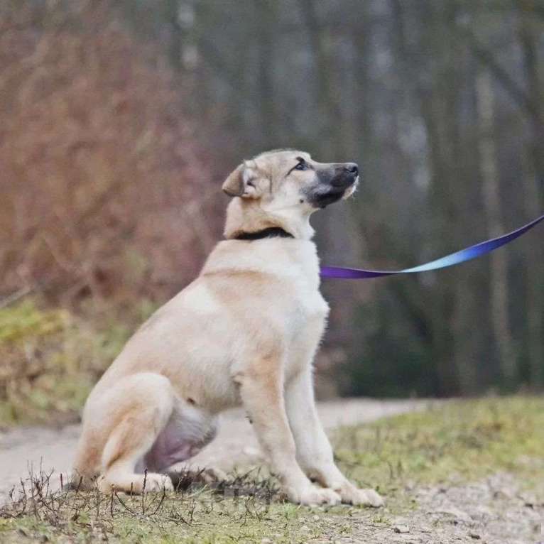 Собаки в Наро-Фоминске: Лорд якутенок в добрые руки Мальчик, Бесплатно - фото 4