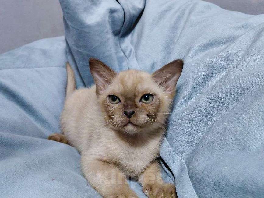 Кошки в Краснодаре: Котята бурма Разнополые, 30 000 руб. - фото 4