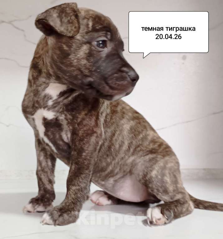 Собаки в других городах Московской области: Американский питбультерьер .Девочка Девочка, 25 000 руб. - фото 2