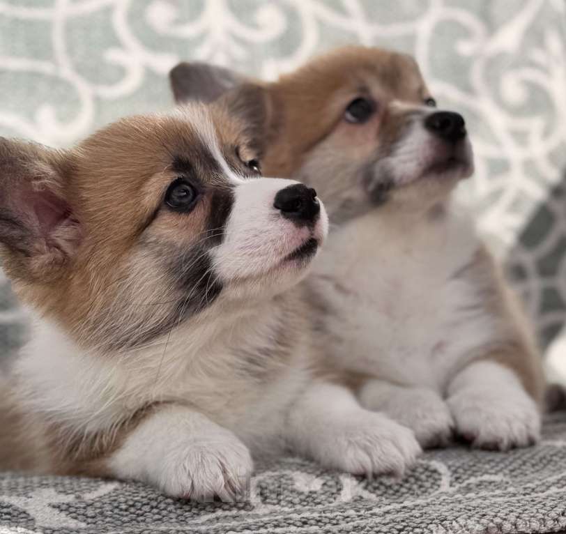 Собаки в Пушкино: щенки вельш корги пемброк Девочка, 50 000 руб. - фото 1