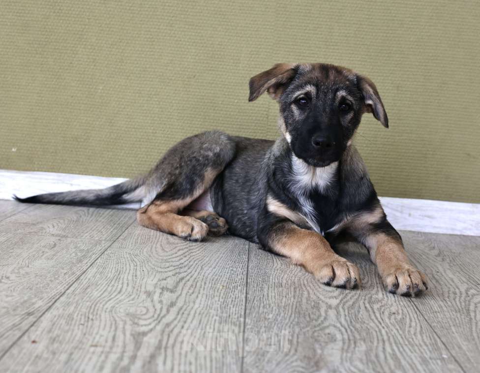 Собаки в Москве: Щенок в добрые руки бесплатно в Москве Мальчик, Бесплатно - фото 6