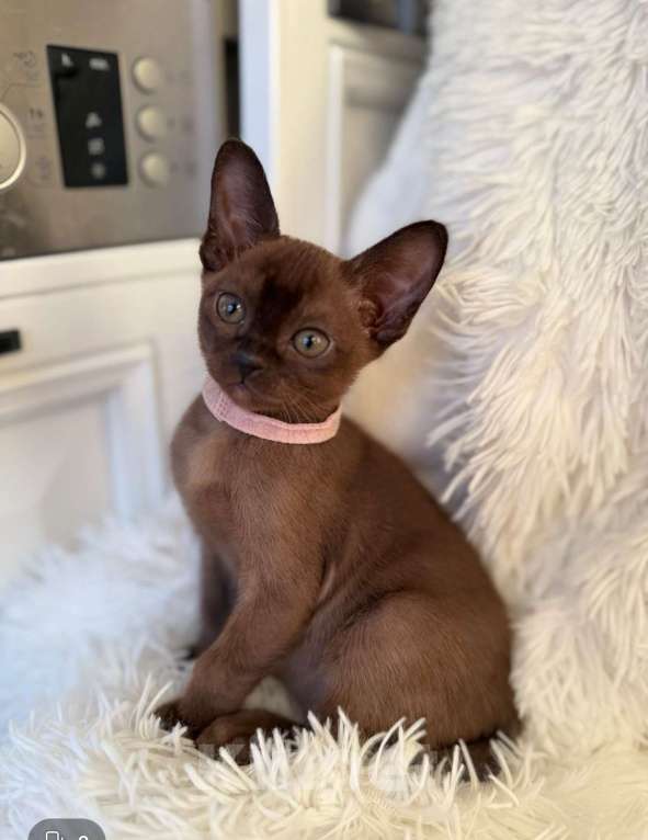 Кошки в Москве: Бурманские котята девочки Девочка, 55 000 руб. - фото 1