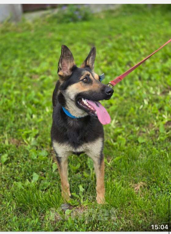 Собаки в Москве: Метис овчарки Девочка, Бесплатно - фото 4