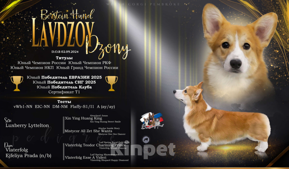 Собаки в Санкт-Петербурге: Вельш Корги Пемброк Мальчик, Бесплатно - фото 1