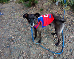 Собаки в Красноярске: Потерялся старый пёс, кличка — Бакс Мальчик, Бесплатно - фото 1