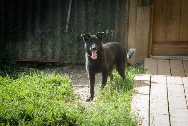 Собаки в Москве: Собака Дочка в добрые руки Девочка, Бесплатно - фото 3