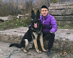 Собаки в Кемерово: Ищем сучку для вязки, будет первый раз!, 1 руб. - фото 1