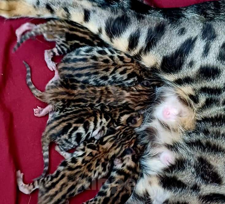 Кошки в Краснодаре: Девочка  Девочка, 15 000 руб. - фото 2