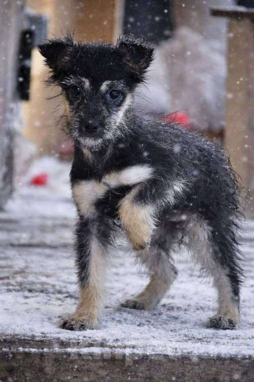 Собаки в Лосином-Петровском: Чапа якутята из ледяного подъезда Девочка, Бесплатно - фото 7