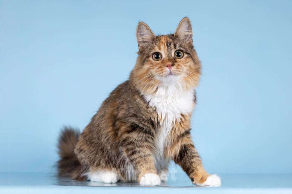 Кошки в Москве: Для котёнка-подростка Фионы ищем самые добрые руки.  Девочка, Бесплатно - фото 5