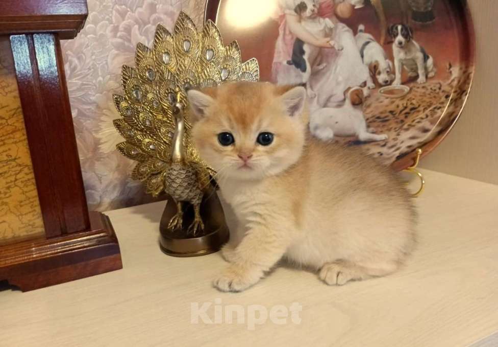 Кошки в Ижевске: Британская золотая шиншилла, котёнок Мальчик, Бесплатно - фото 2