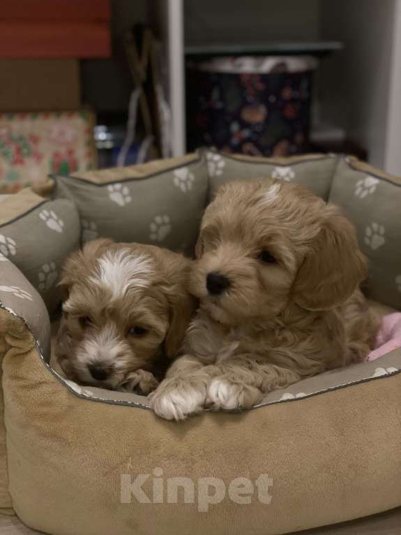 Собаки в Санкт-Петербурге: Мальтипу  Мальчик, 100 000 руб. - фото 4