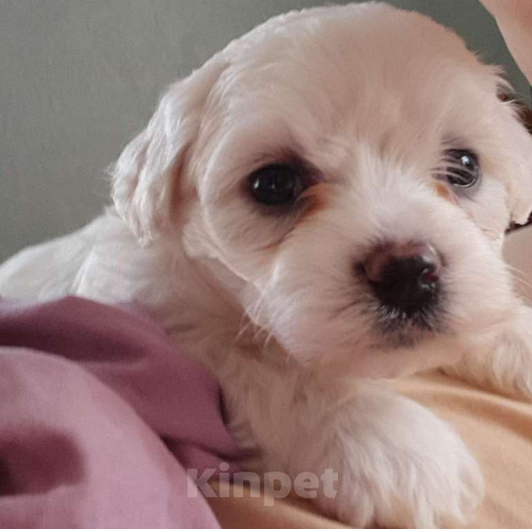 Собаки в Севастополе: Замечательного малыша в любящие сердце и руки Мальчик, 45 000 руб. - фото 2