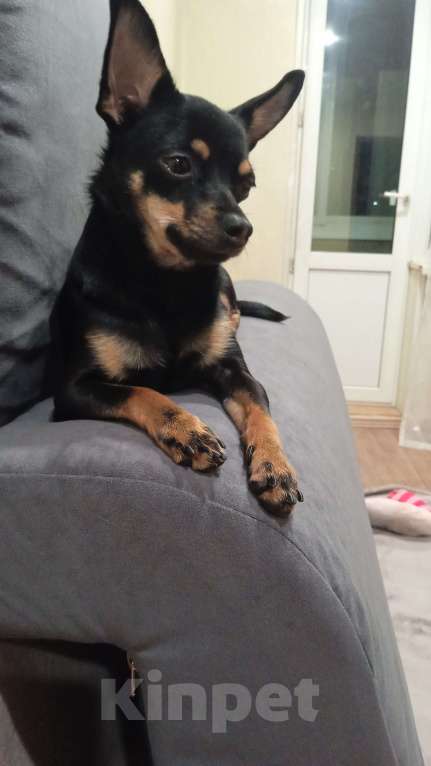 Собаки в других городах Приморского края: Той - терьер 1,5годика в добрые руки Мальчик, 1 000 руб. - фото 1