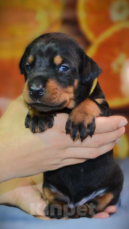 Собаки в других городах Новосибирской области: Щенки добермана с документами РКФ Мальчик, 70 000 руб. - фото 1