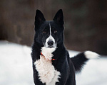 Собаки в Балашихе: Шикарный кобель по имени Цыган ищет семью Мальчик, 100 руб. - фото 3