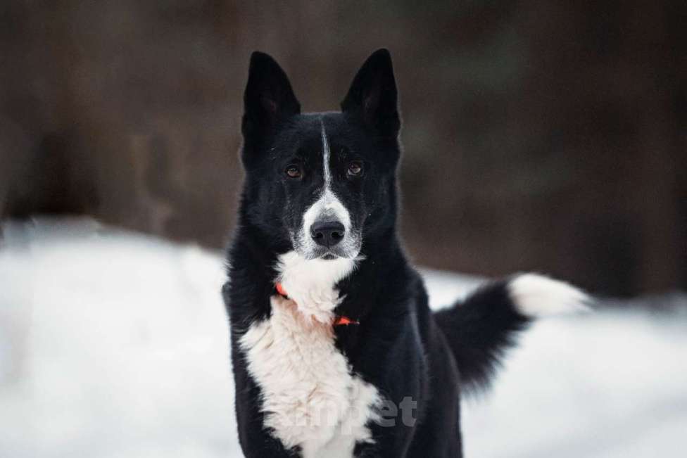 Собаки в Балашихе: Шикарный кобель по имени Цыган ищет семью Мальчик, 100 руб. - фото 3