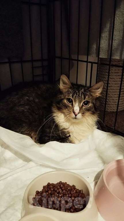 Кошки в Санкт-Петербурге: Молодой котик Микки ищет дом Мальчик, Бесплатно - фото 3