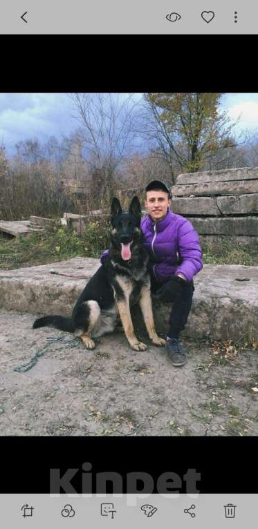 Собаки в Кемерово: Ищем сучку для вязки, будет первый раз!, 1 руб. - фото 1