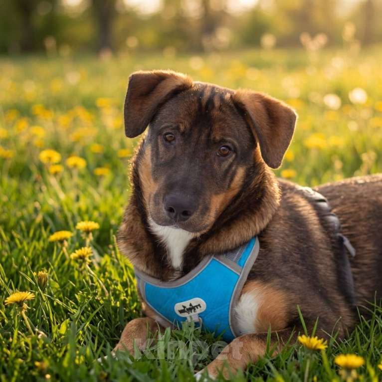 Собаки в Москве: щенок Боб в добрые руки Мальчик, Бесплатно - фото 3