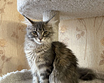 Кошки в Челябинске: Кошечка мейн-кун Девочка, 6 000 руб. - фото 2