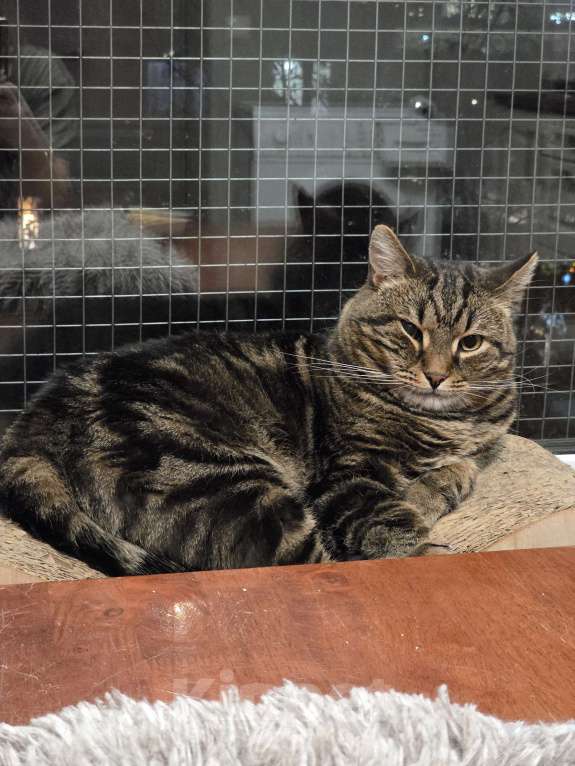 Кошки в Москве: Нежный котик Кузя в добрые руки  Мальчик, Бесплатно - фото 8