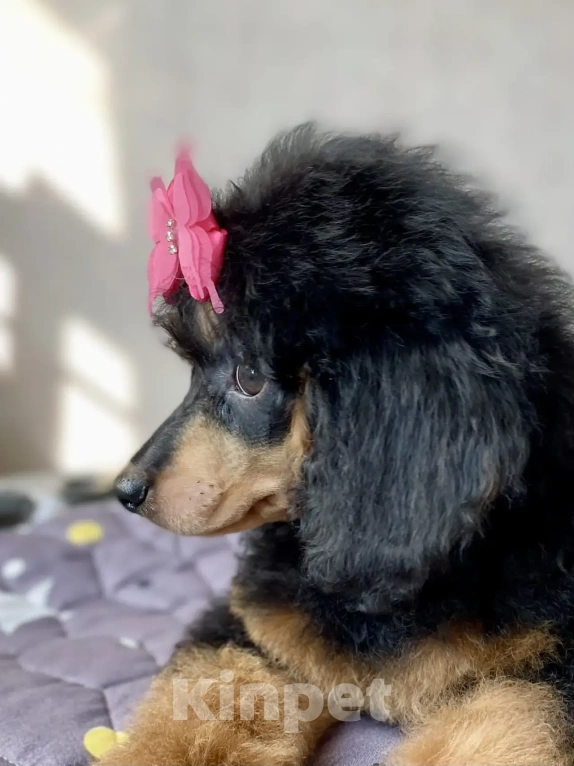 Собаки в Москве: Щенок пуделя Фантом девочка Девочка, Бесплатно - фото 6