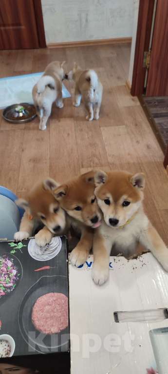 Собаки в Стерлитамаке: Щенок сиба-ину Девочка, 40 000 руб. - фото 3