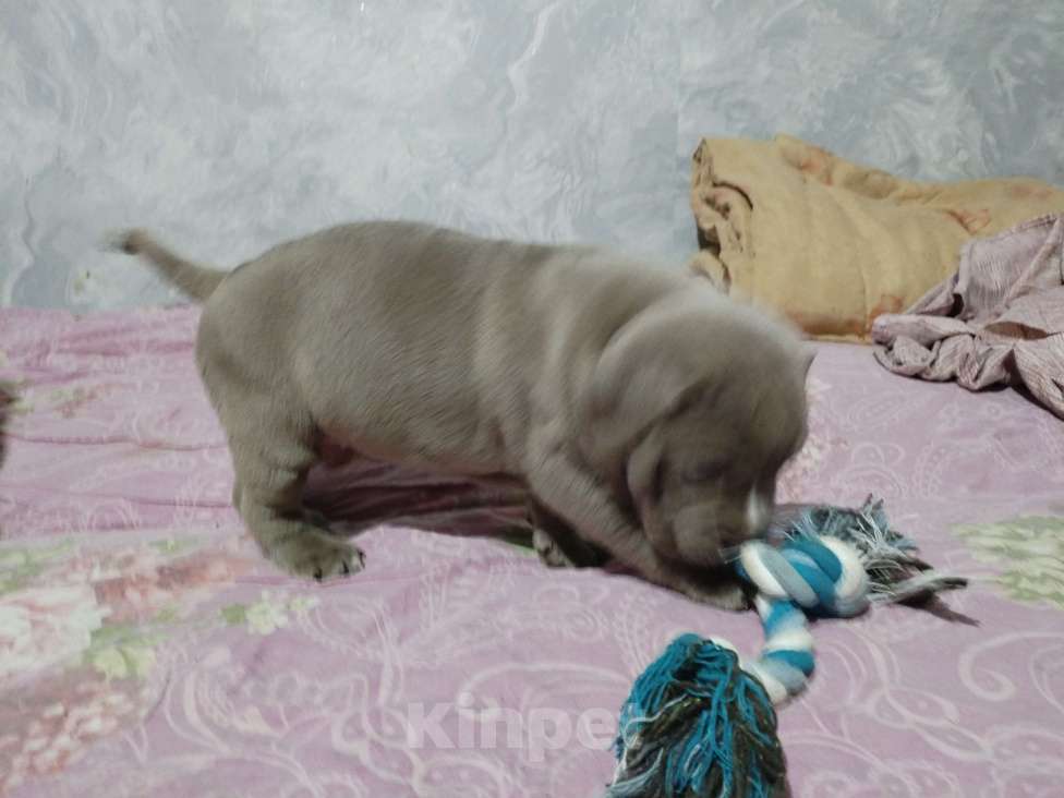 Собаки в других городах Ростовской области: Щенок Американский булли  Мальчик, 100 000 руб. - фото 4