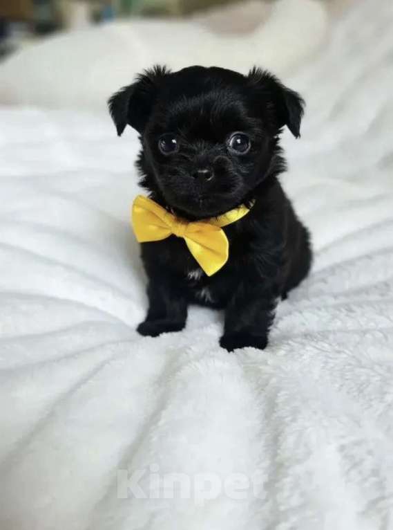 Собаки в Химках: Щенок Мальтипу МИКРО Девочка, 80 000 руб. - фото 1