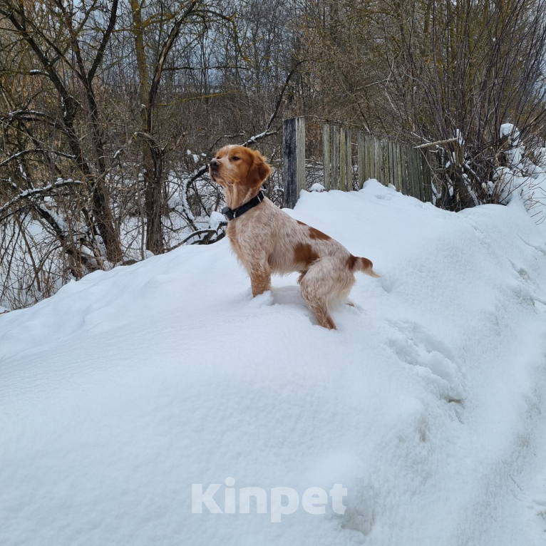 Собаки в Раменском: Щенки породы Эпаньоль Бретон от рабочих родителей Девочка, 50 000 руб. - фото 3