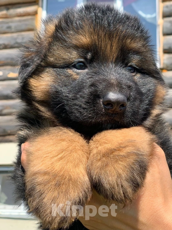 Собаки в Вологде: Щенок немецкой длинношёрстной овчарки, девочка. Девочка, Бесплатно - фото 2