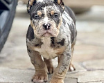 Собаки в других городах Московской области: Американский булли мрамор голубой Мальчик, 120 000 руб. - фото 2