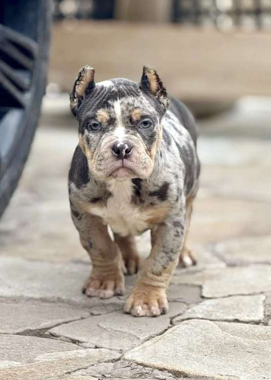 Собаки в других городах Московской области: Американский булли мрамор голубой Мальчик, 120 000 руб. - фото 2