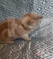 Кошки в других городах Воронежской области: Котята короткие лапки Девочка, 95 900 руб. - фото 1