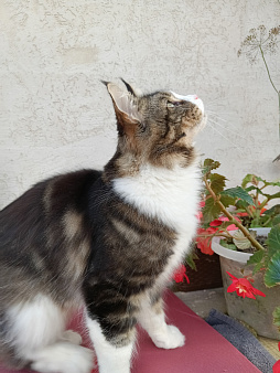 Кот мейн кун