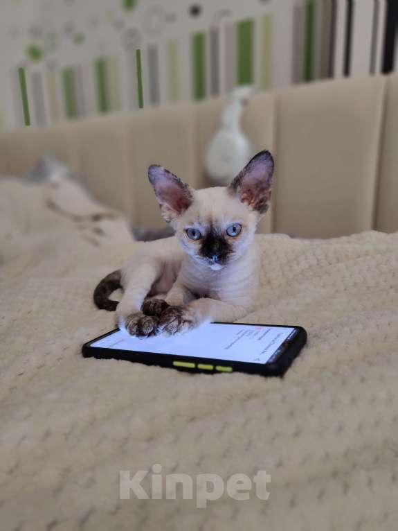 Кошки в Электростали: Кошечка Девон Рекс Девочка, Бесплатно - фото 7