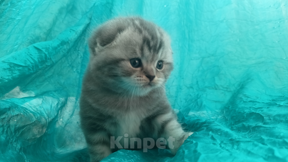 Кошки в Санкт-Петербурге: Шотландский вислоухий котенок Мальчик, 17 000 руб. - фото 5