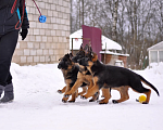 Собаки в Твери: подрощенные щенки неемецкой овчарки Девочка, 60 000 руб. - фото 3