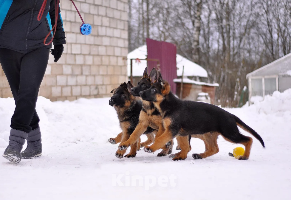 Собаки в Твери: подрощенные щенки неемецкой овчарки Девочка, 60 000 руб. - фото 3